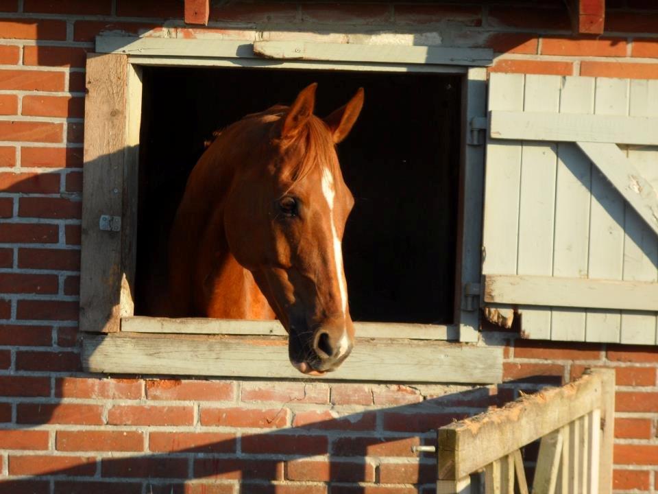 Anden særlig race Surprise [Kylling] - Solgt - Kylling i aftensolen hjemme hos Lise, 2012 billede 14