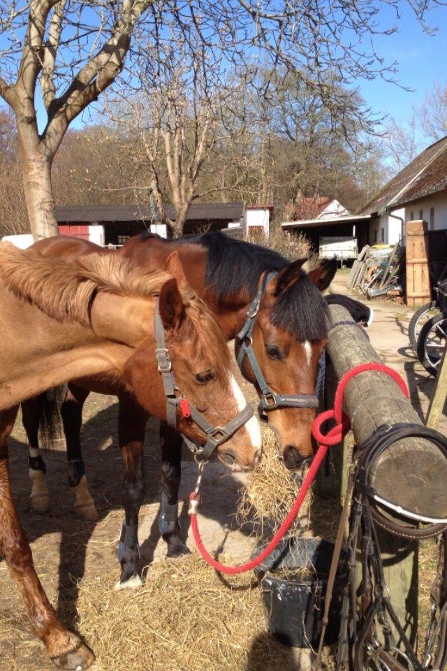 Welsh Cob (sec D) Okali D'alloue * Drømme ponyen* - love is in the air<3 turdelderne deler hø i solskinet ;) billede 12