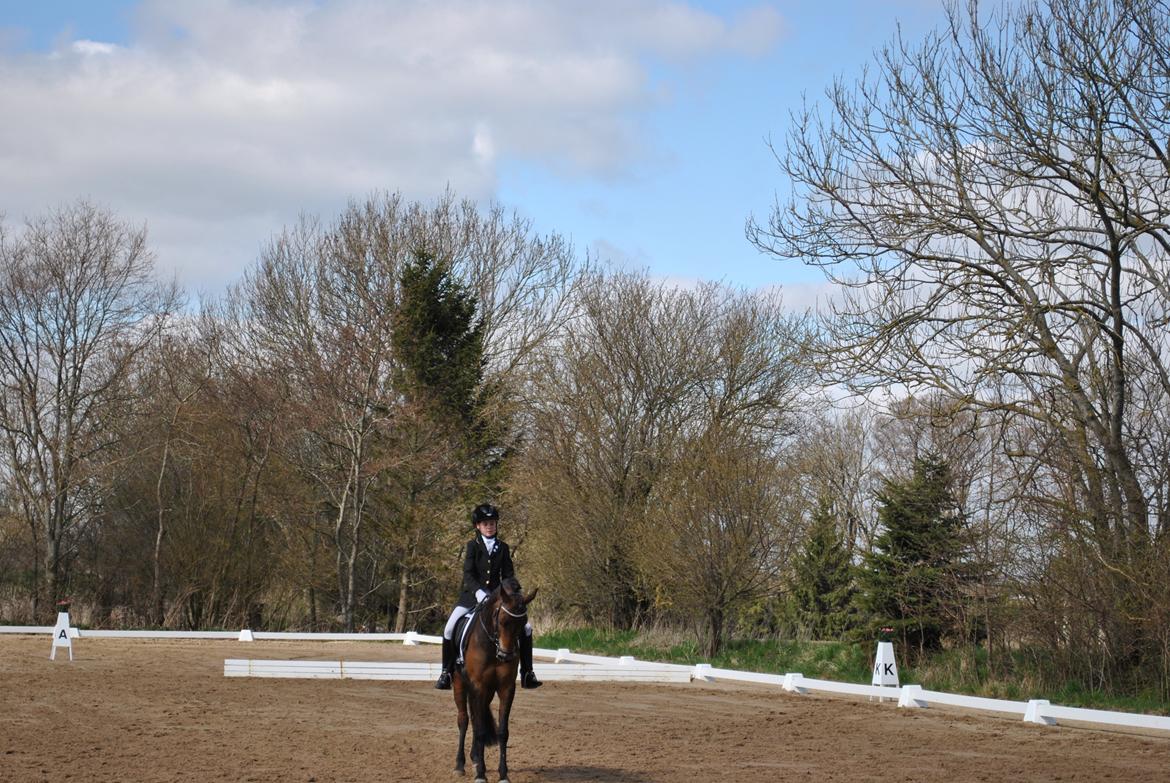 Anden særlig race Chamelli billede 4