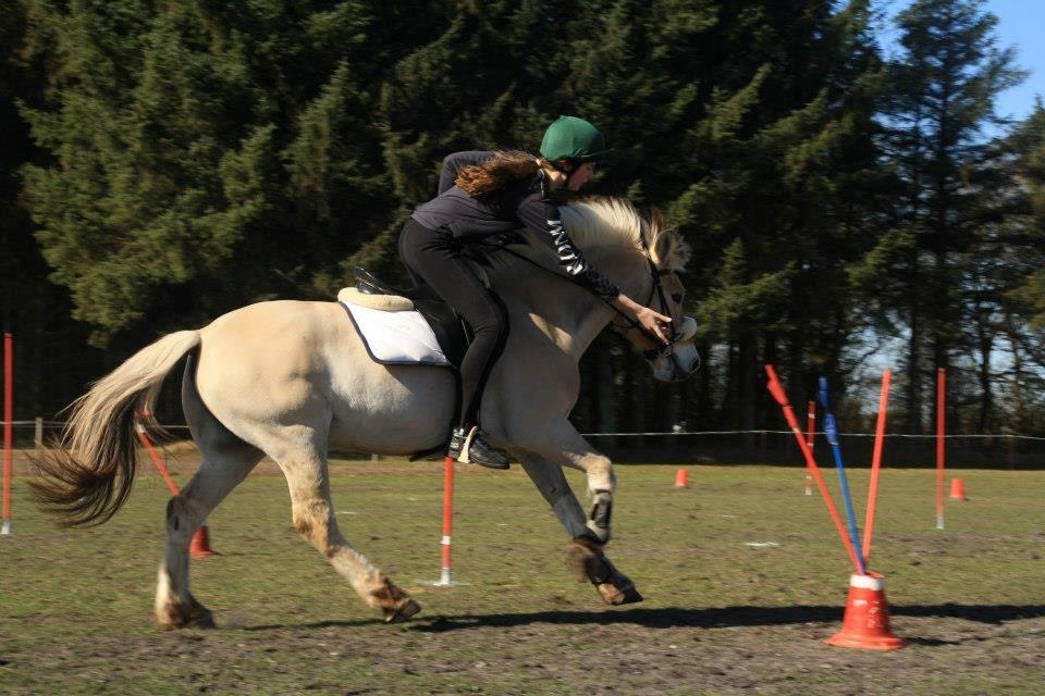 Fjordhest Micky (Penti) <3 - til vores første mounted-games stævne. nr 4 i C finalen, lå i B efter lørdag<3 billede 4