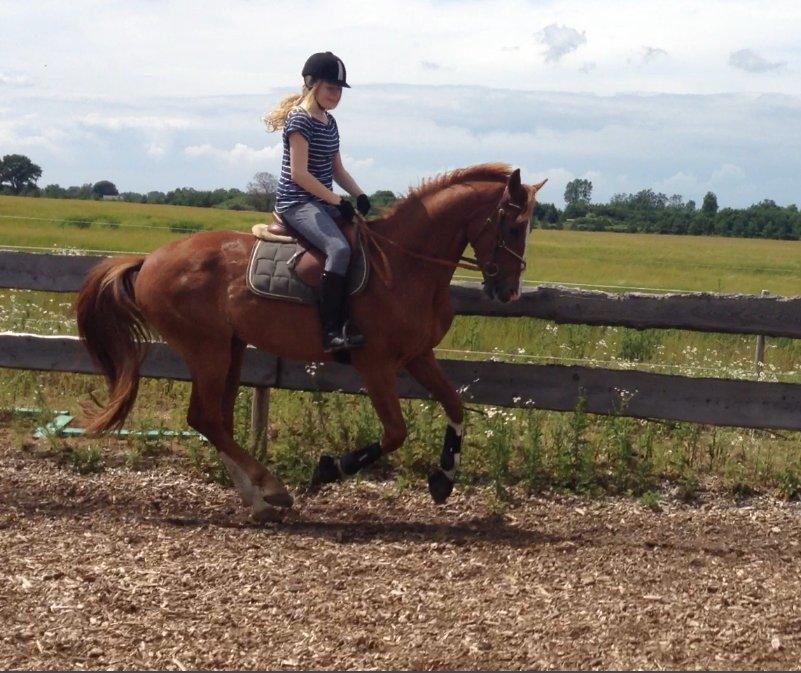 Anden særlig race Champ <3 billede 19