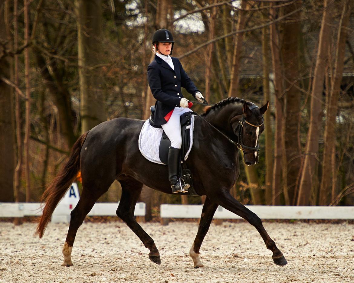 Dansk Varmblod Springborgs Ackeleje - Ackeleje i parken den 27/4-13 billede 1