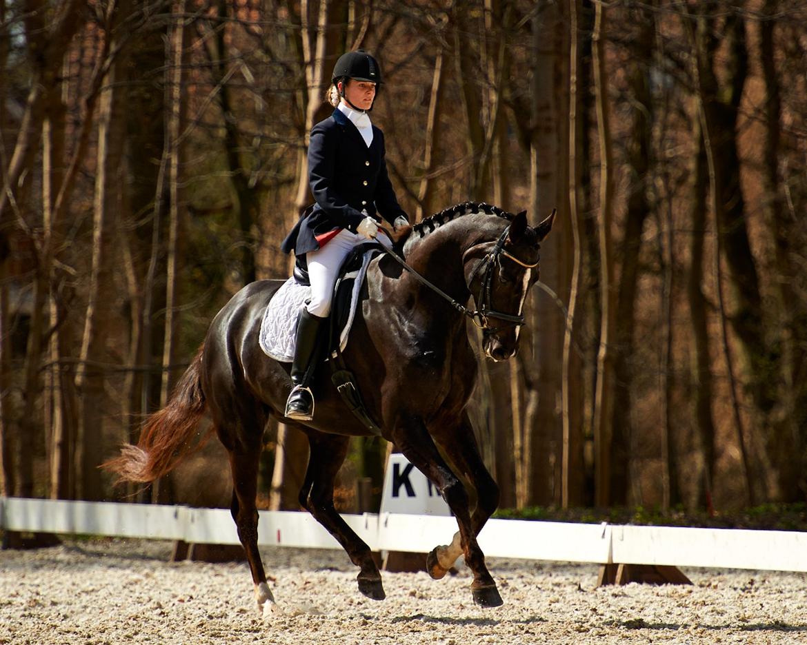 Dansk Varmblod Springborgs Ackeleje - Ackeleje i parken den 27/4-13 billede 2