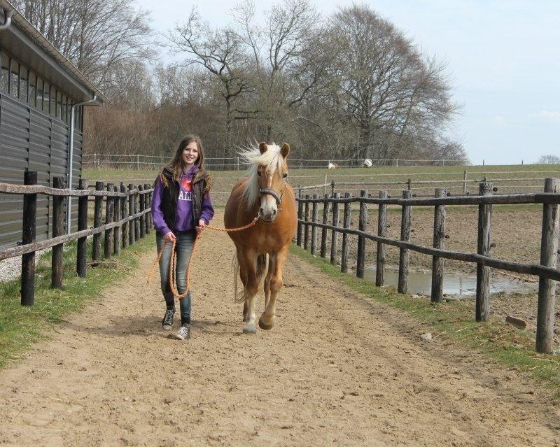 Haflinger Mille Skov - Det udtryk der<3 Fotograf: Nicoline Gottlieb billede 23