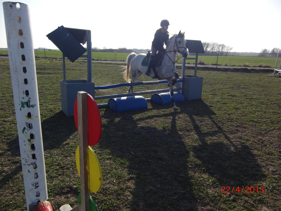 Arabisk fuldblod (OX) Inferno - hehe det ser lidt sjovt ud! men han gider ikke bruge energi på de små spring som er lidt kedelige;) XD taget af Trine Nielsen billede 18