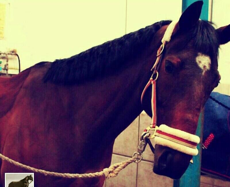 Fuldblod (XX) R.I.P SOLGT Bauffant<33 XX billede 5
