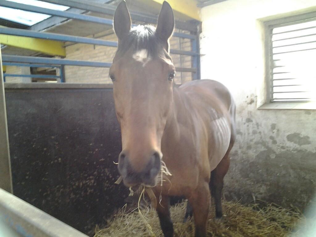 Fuldblod (XX) R.I.P SOLGT Bauffant<33 XX billede 9