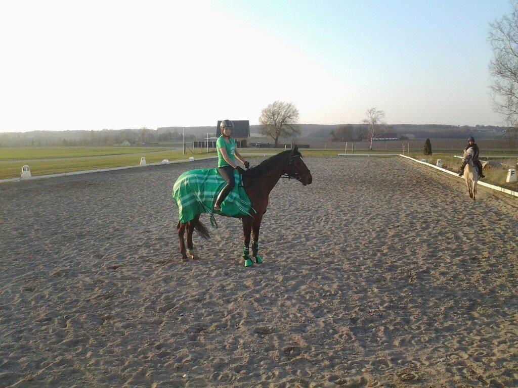Fuldblod (XX) R.I.P SOLGT Bauffant<33 XX billede 10