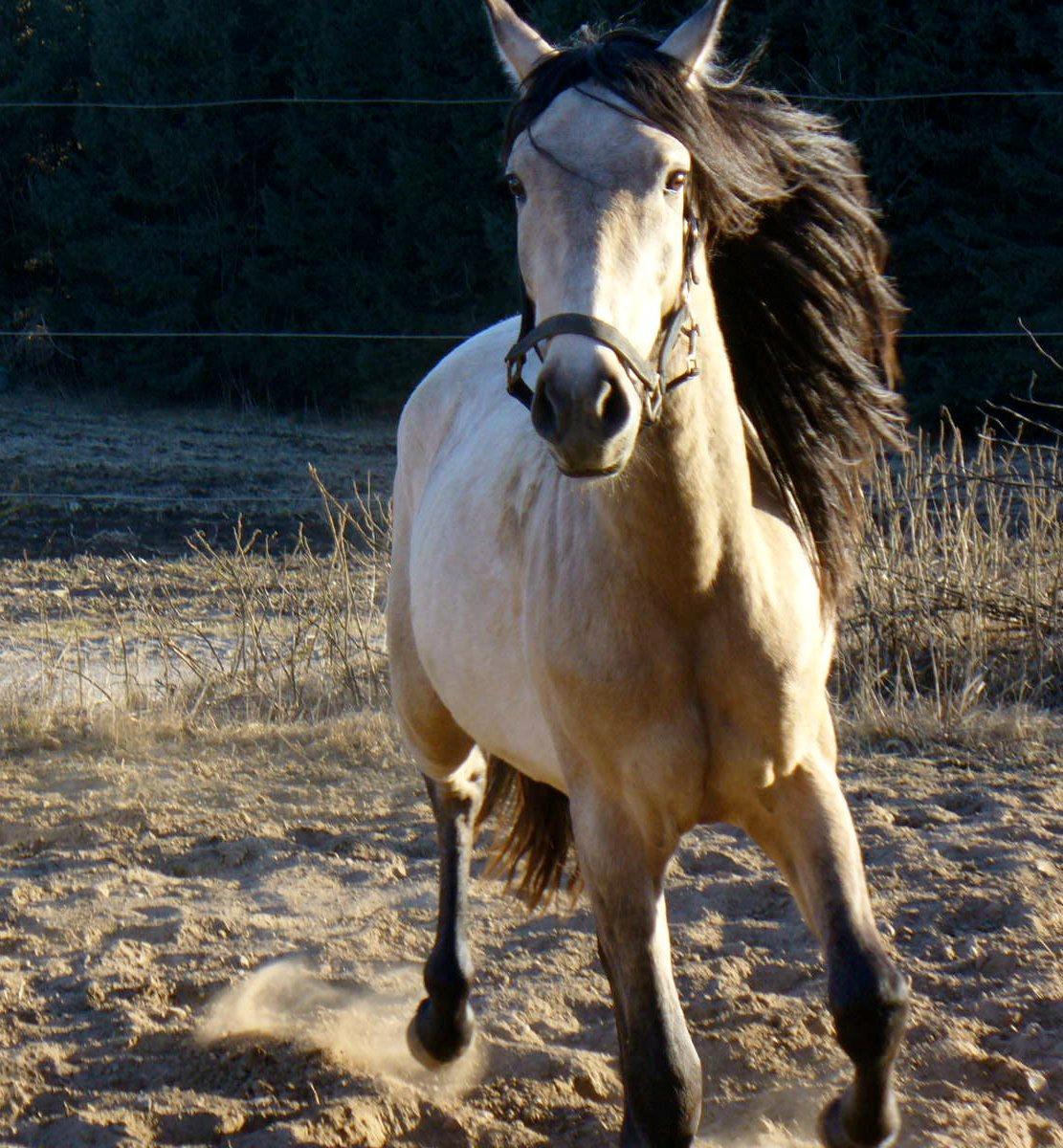 Pura Raza Española HOMERO EL BAYO - Homero april 2013 billede 4