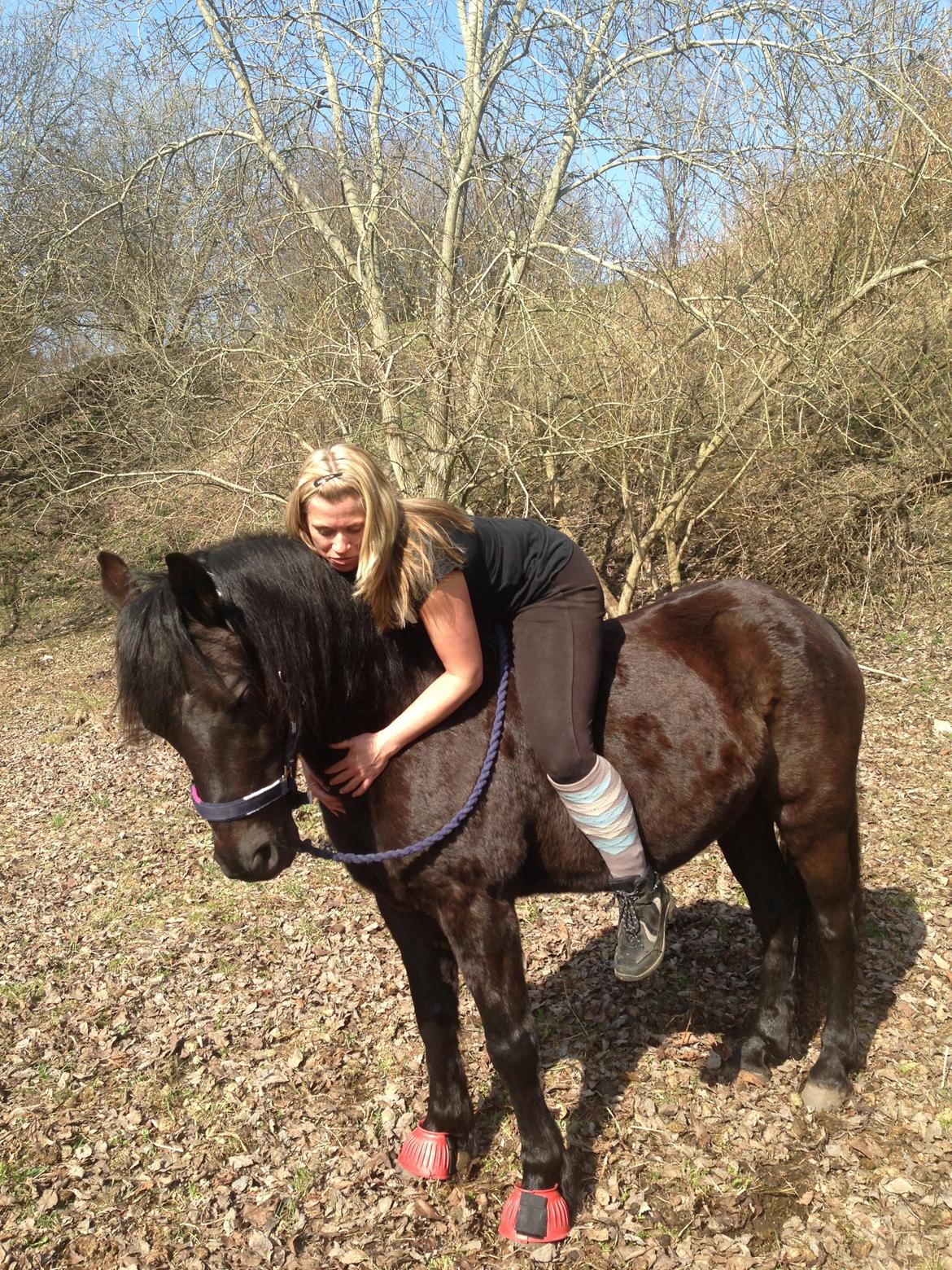 Welsh Pony af Cob-type (sec C) Nafi <3 stjerneponyen<3(tidl. hest) billede 14