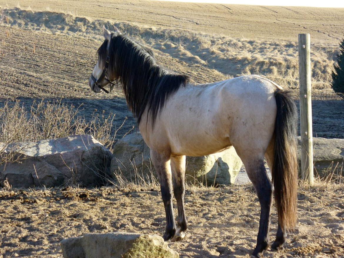 Pura Raza Española HOMERO EL BAYO - Homero april 2013 billede 6