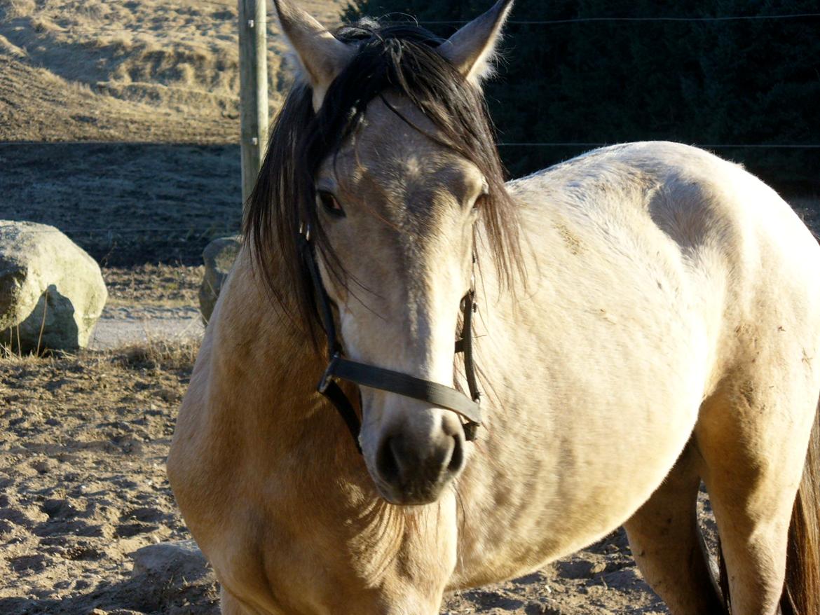 Pura Raza Española HOMERO EL BAYO - Homero april 2013 billede 7