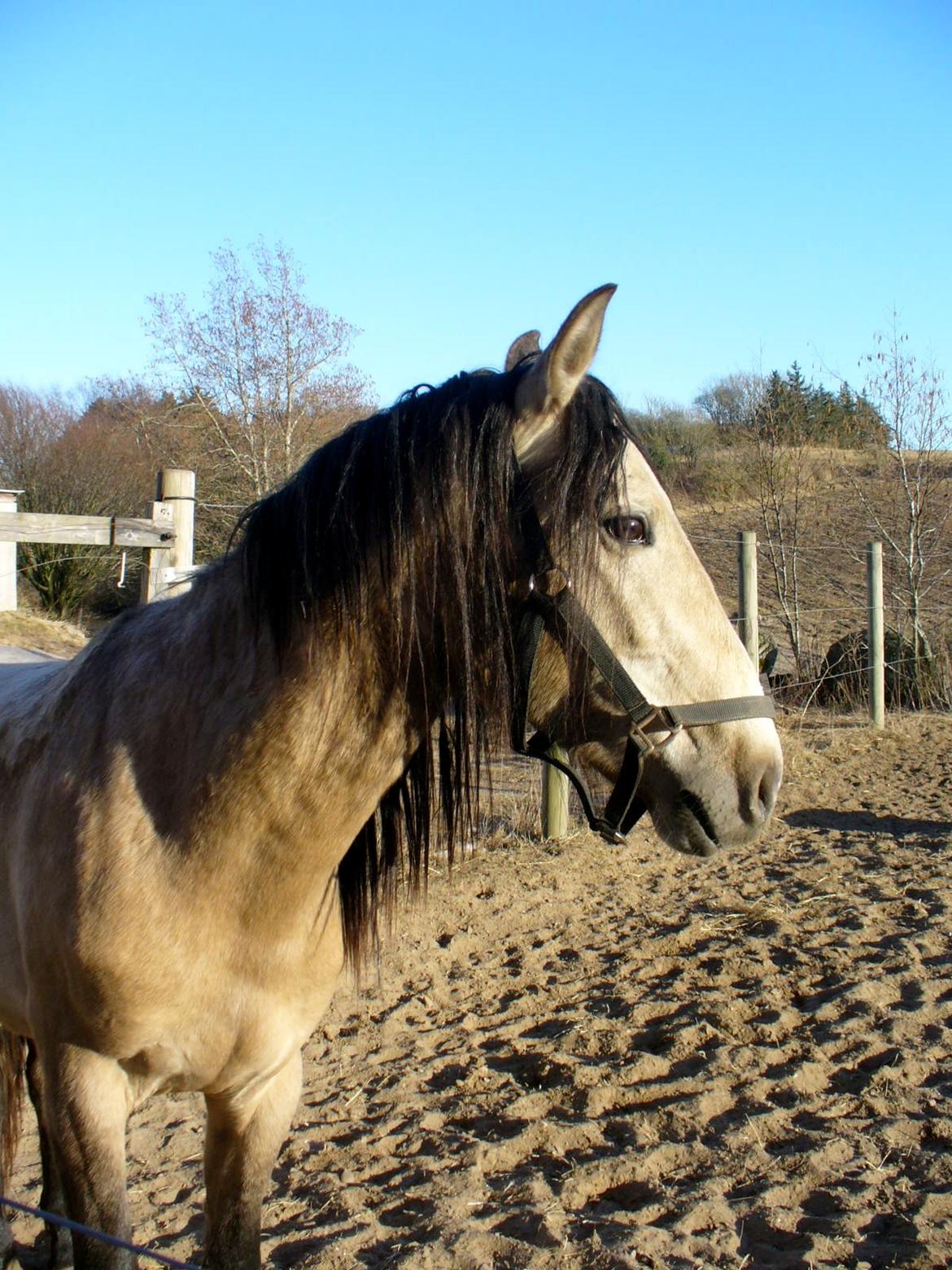 Pura Raza Española HOMERO EL BAYO billede 5