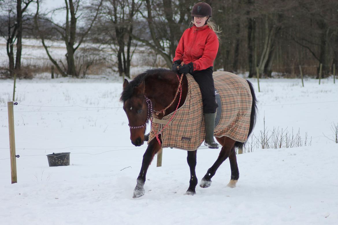 Anden særlig race Tonette *My Soulmate<3* - Mulle går nogenlunde i holdning i rebgrime!:-D SSP Photo billede 3