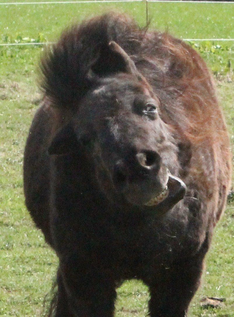 Anden særlig race Tulle billede 20