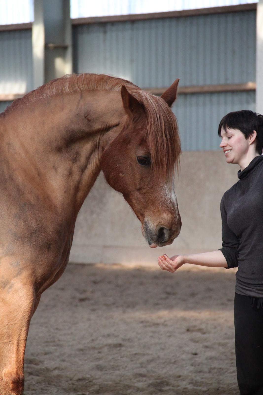 Welsh Cob (sec D) Valhallas Lord Matrafal billede 22