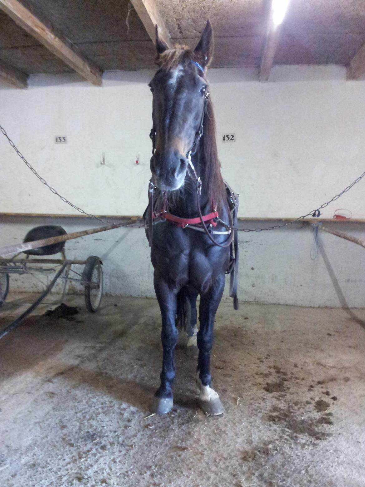 Traver Dream Quantarie<3 billede 2