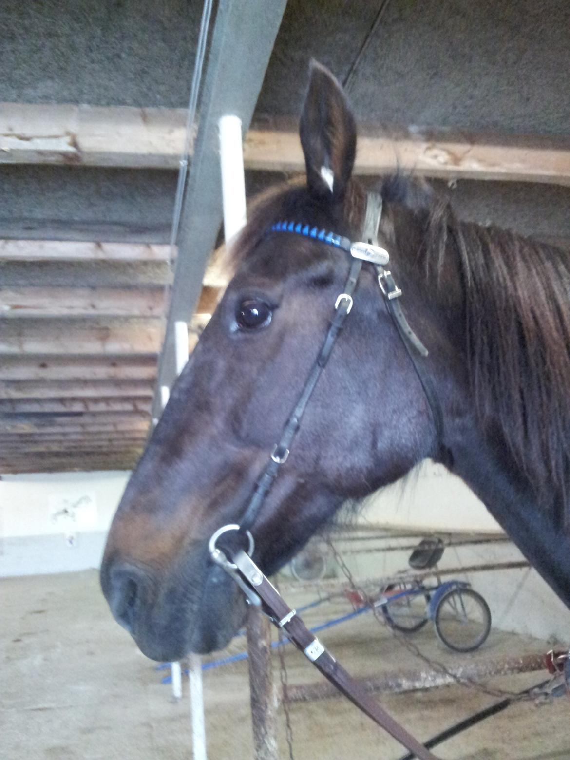 Traver Dream Quantarie<3 billede 3