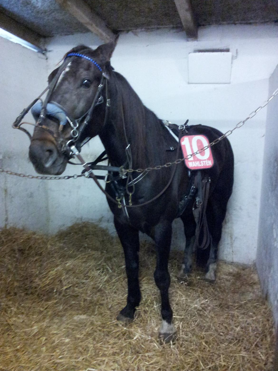 Traver Dream Quantarie<3 billede 5