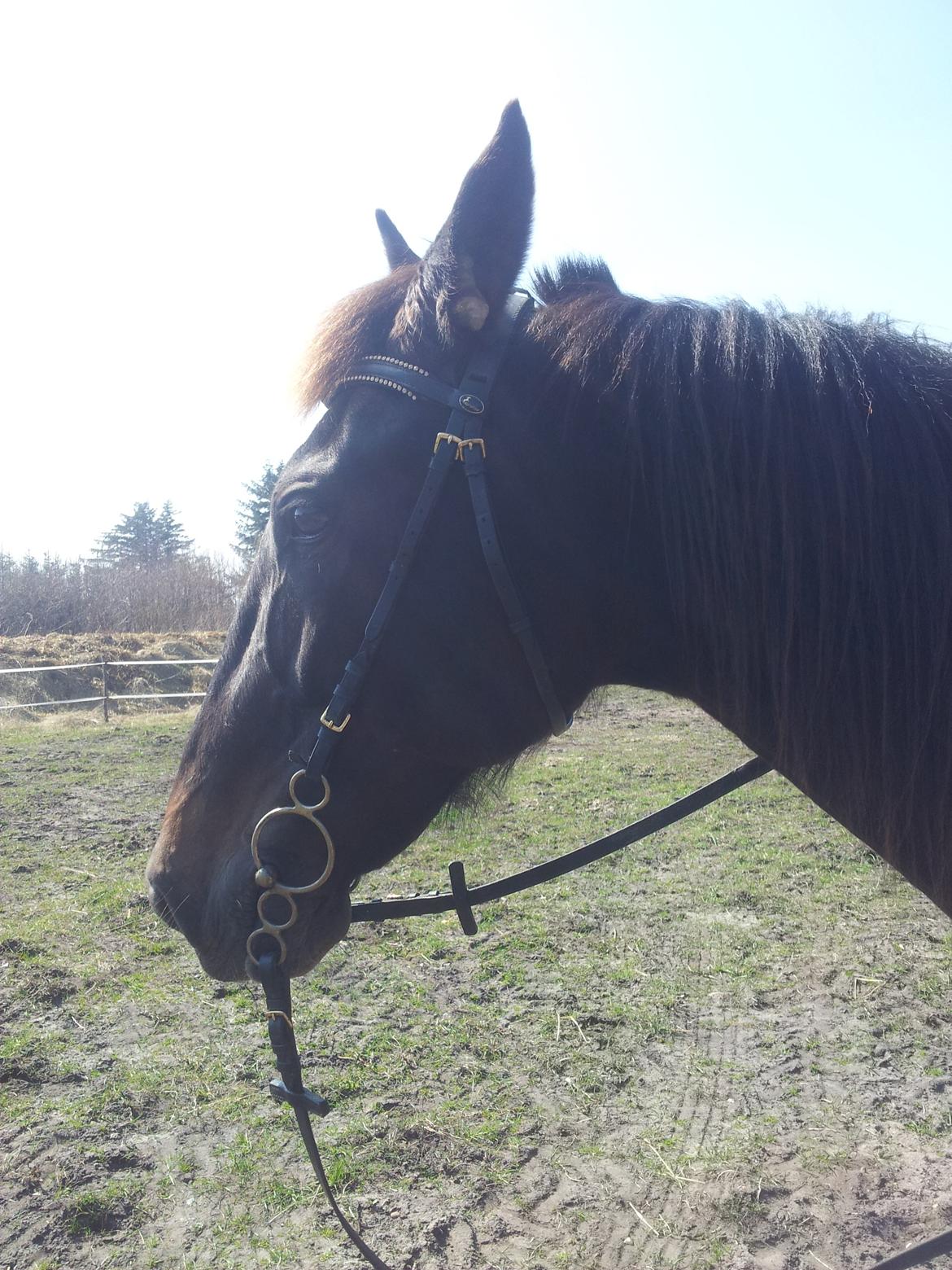 Traver Dream Quantarie<3 billede 6