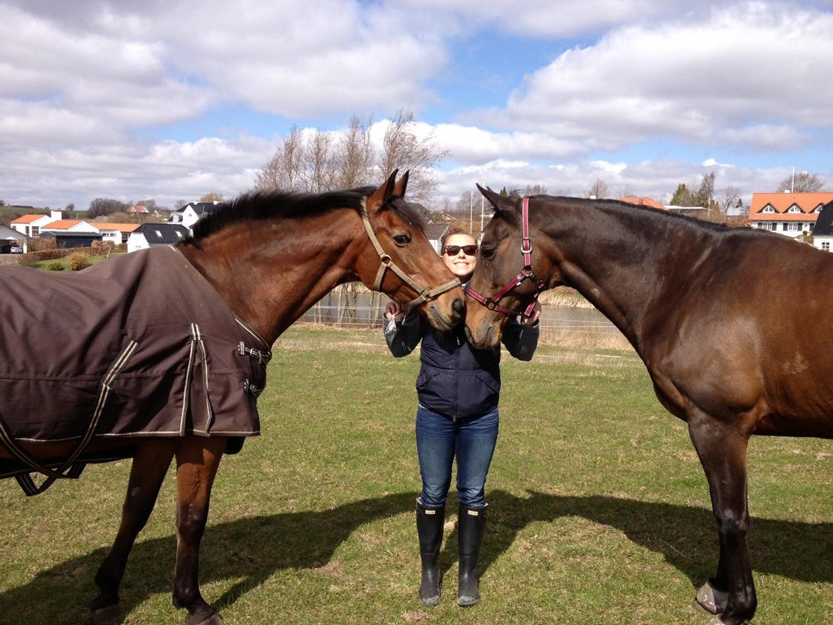 Dansk Varmblod Bjerglunds Sunlight - [d. 28/4 13] Sunlight og hans bedste ven, Azan, på Azans 25 års fødselsdag og dagen før han desværre blev aflivet. De nåede at være bedste venner i 5 år [d. 28/4 13] billede 14