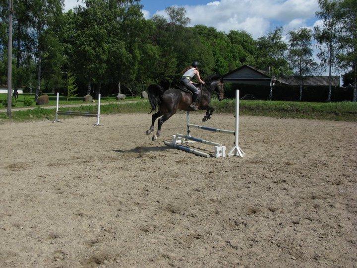 Anden særlig race Rocky billede 18