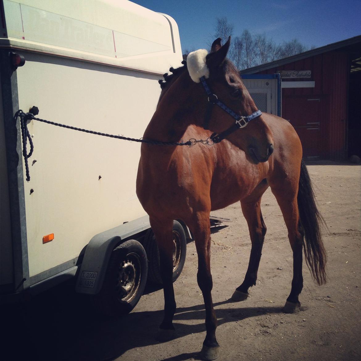 Anden særlig race Allgrea billede 17