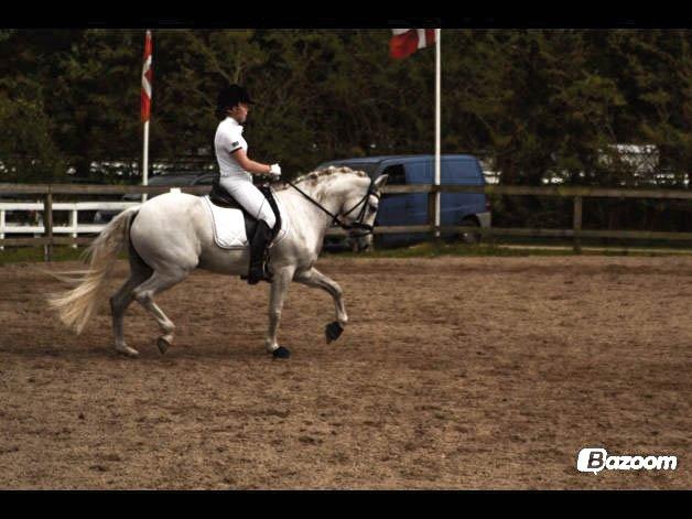 Connemara Carramaya 'B-Pony' - Opvarming til PRI i Bording sommer 2012 billede 18