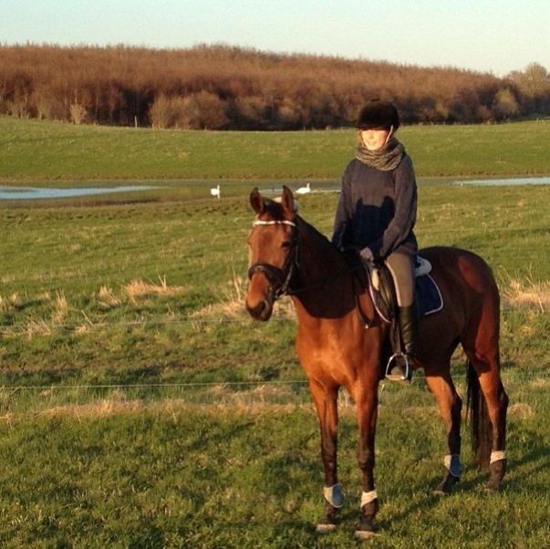 Anden særlig race Allgrea billede 18