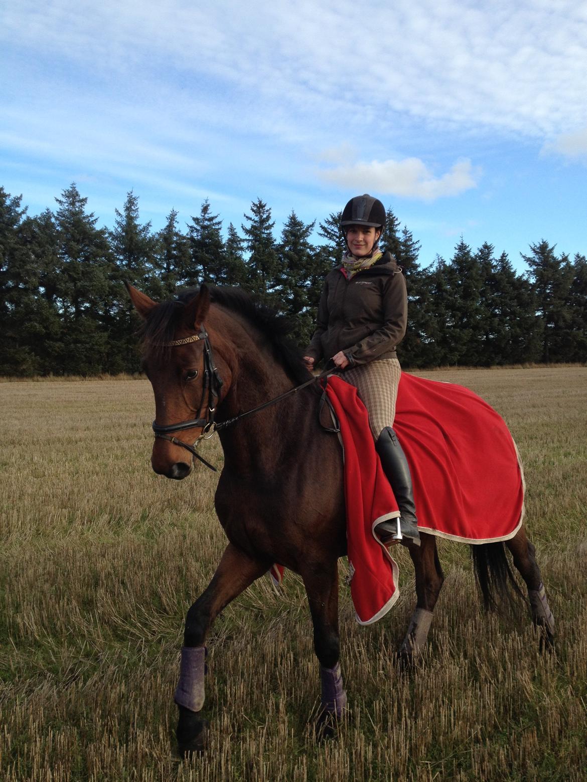 Dansk Varmblod Monique (Mini) billede 12