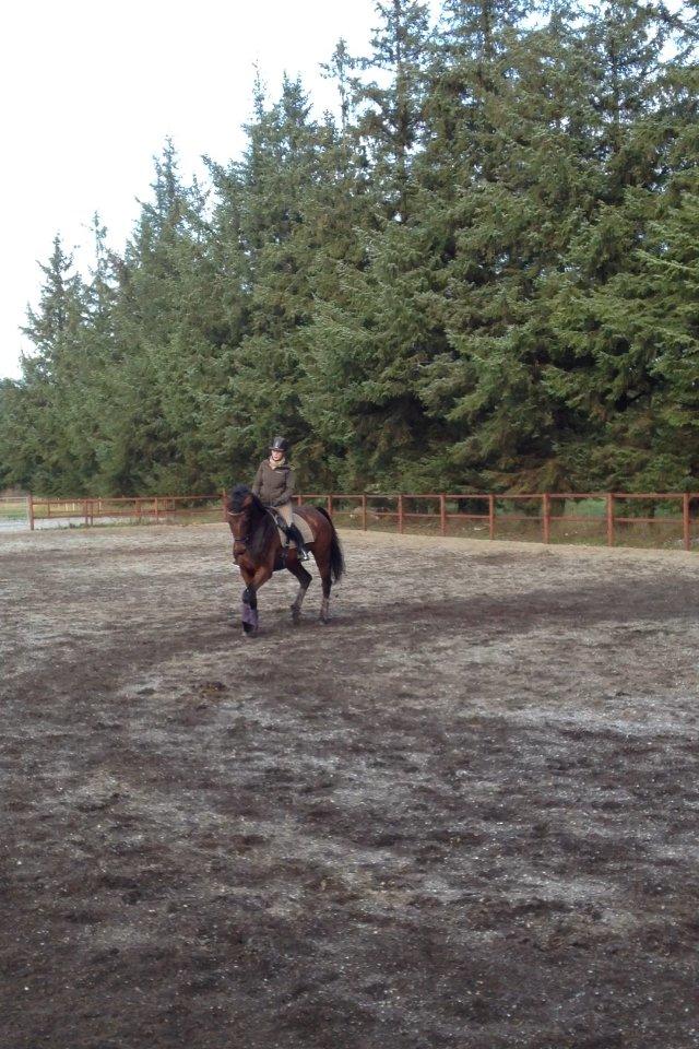 Dansk Varmblod Monique (Mini) - I efteråret i Sdr. Omme billede 3