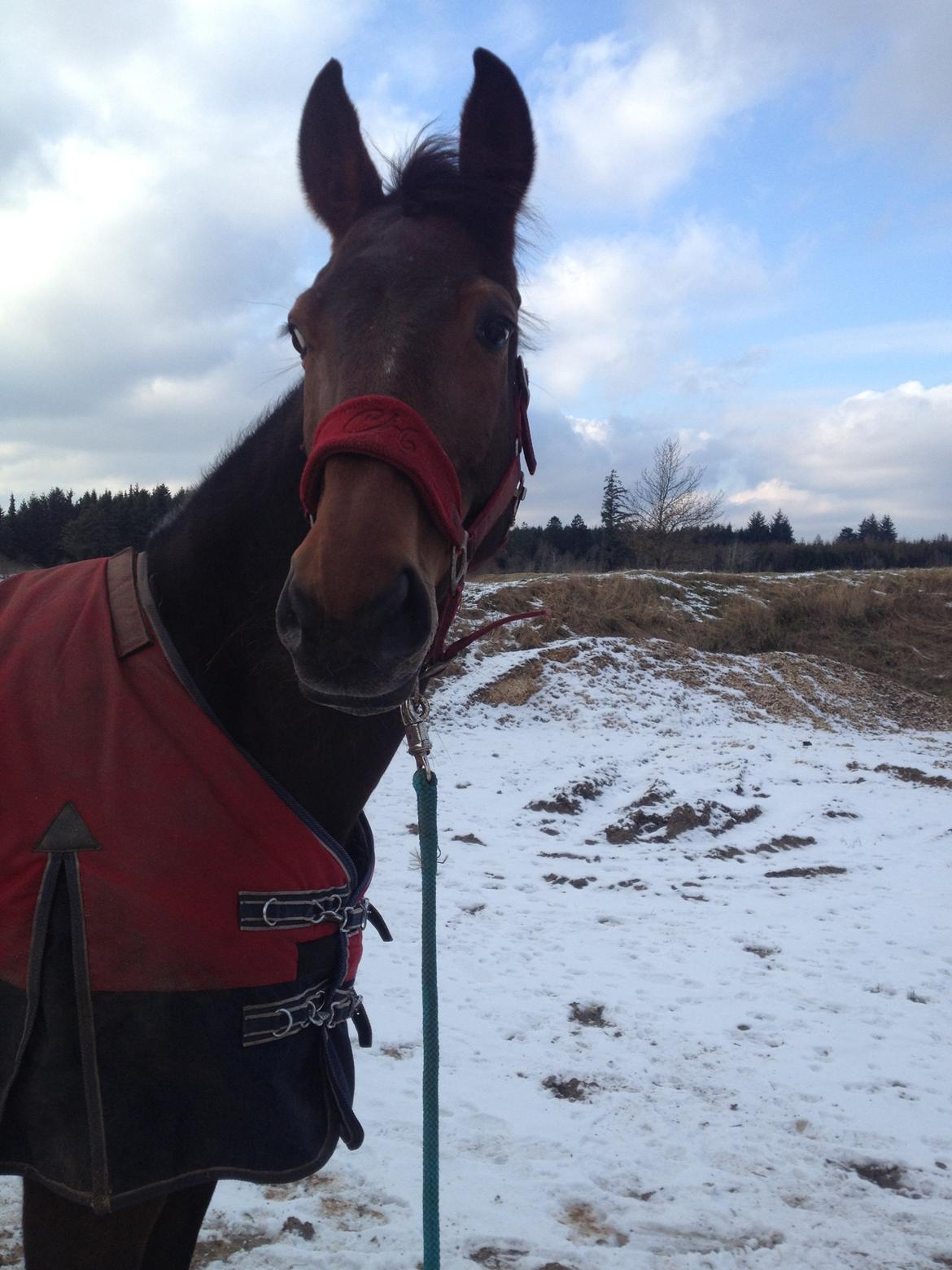 Dansk Varmblod Monique (Mini) billede 17