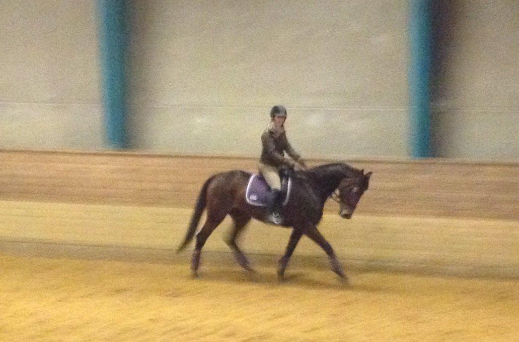 Dansk Varmblod Monique (Mini) - Februar '13 billede 5