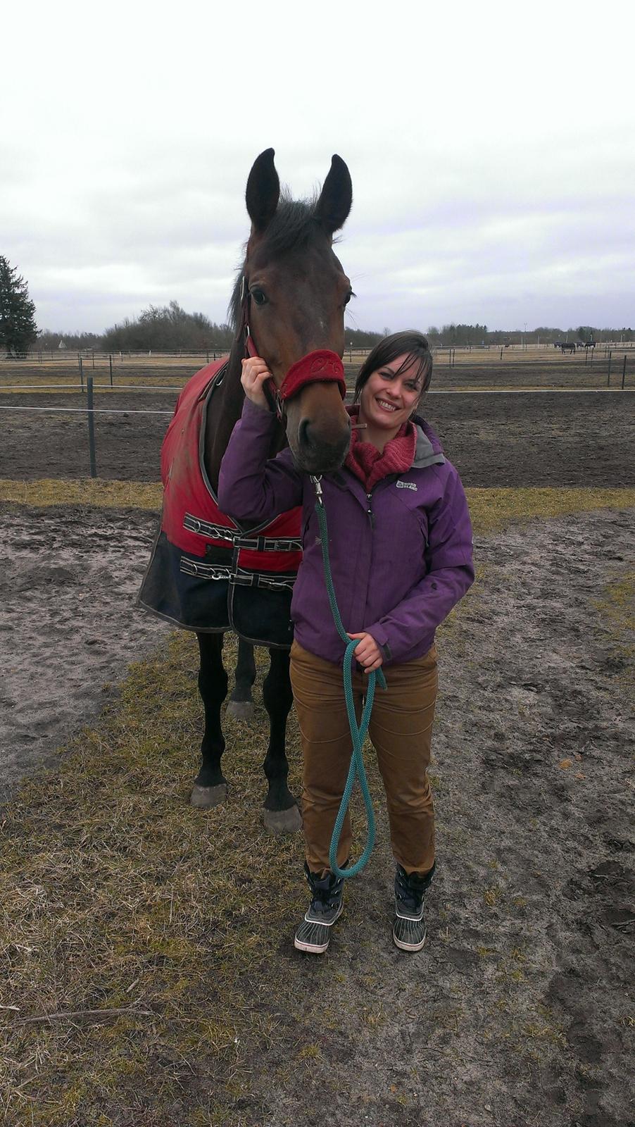 Dansk Varmblod Monique (Mini) billede 2