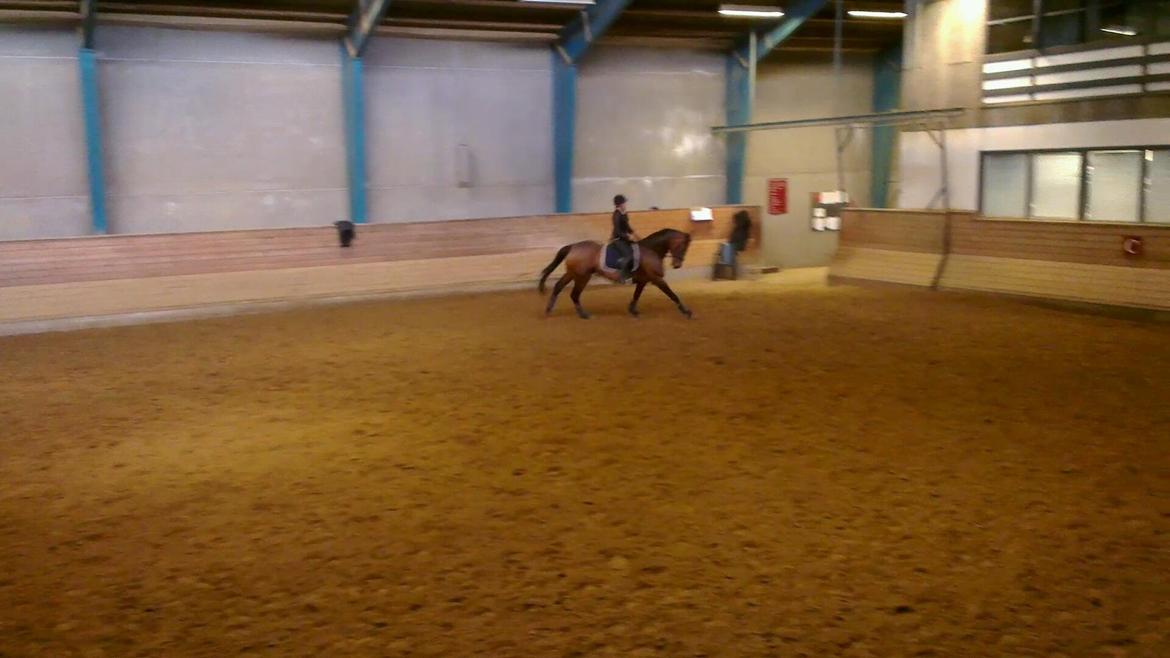 Dansk Varmblod Monique (Mini) - April '13 billede 8