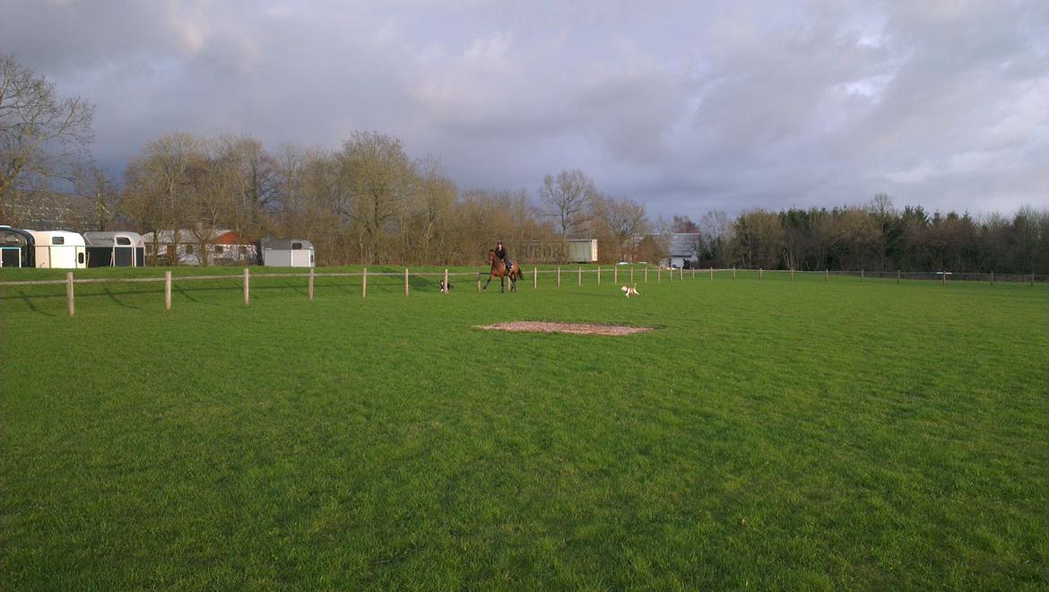 Dansk Varmblod Monique (Mini) billede 15