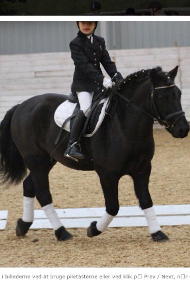 Anden særlig race Prins Valentin (passede/red) billede 7