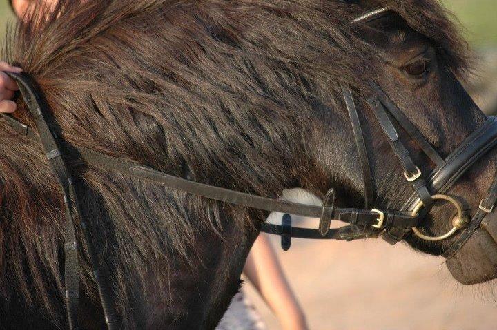Anden særlig race Prins Valentin (passede/red) billede 8