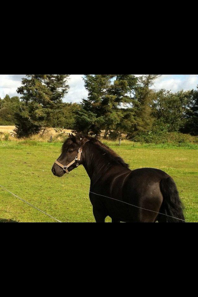 Anden særlig race Prins Valentin (passede/red) billede 9