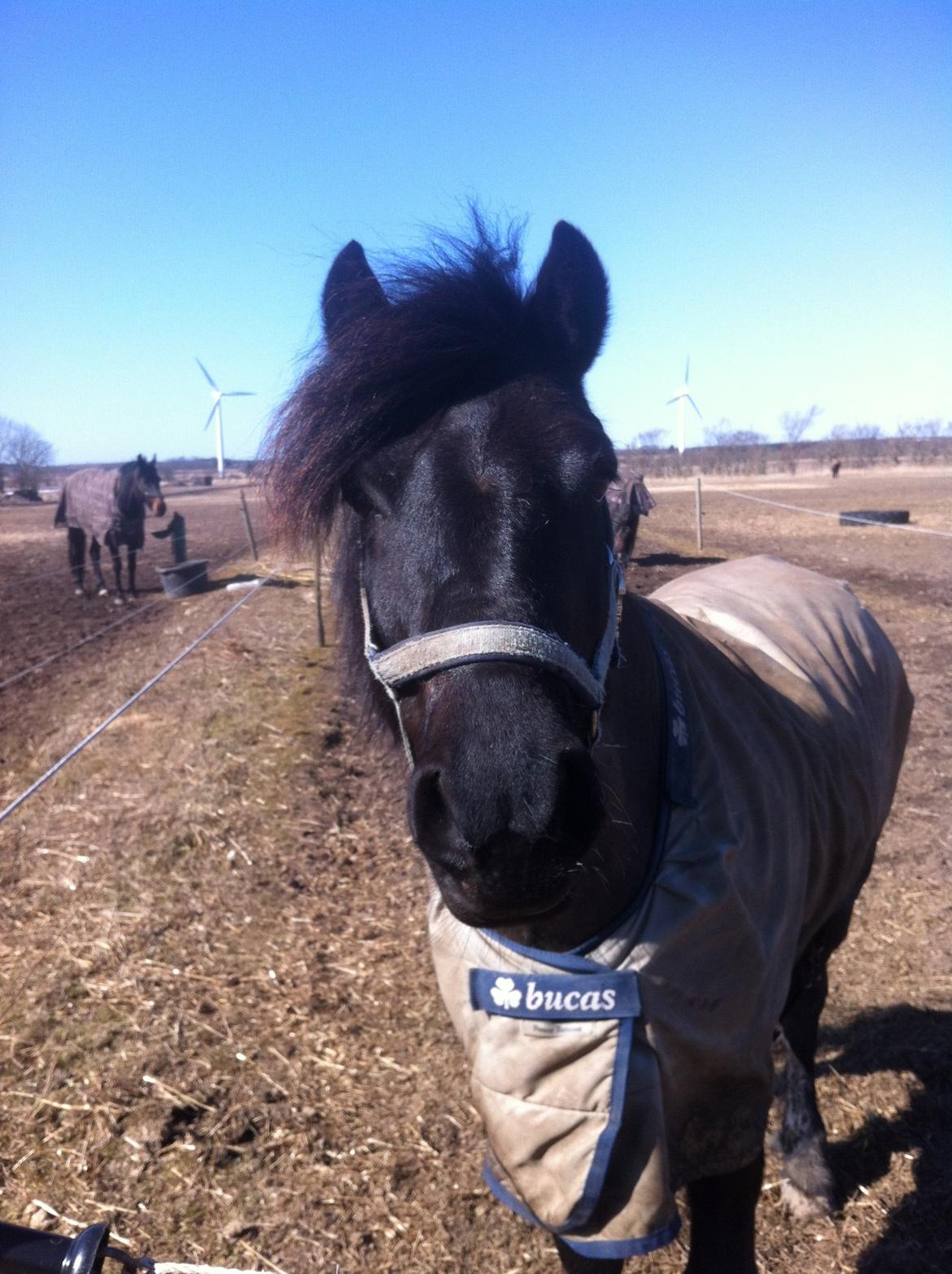 Anden særlig race Prins Valentin (passede/red) billede 10