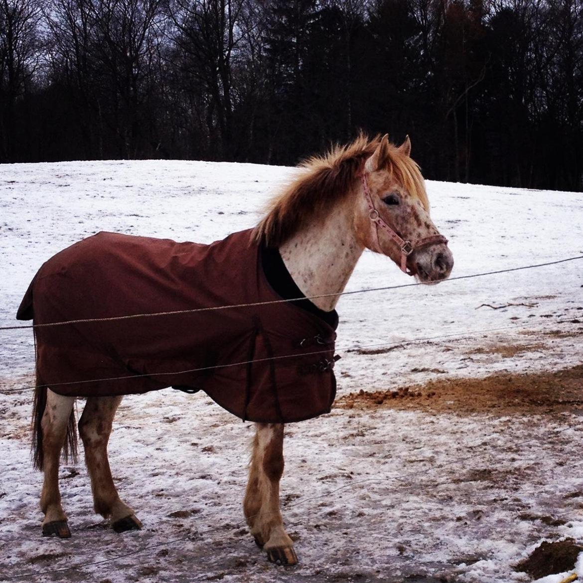 Knabstrupper Hidalgo - He knows when you're happy. He knows when you're comfortable. He knows when you're confident. And he always knows when you have carrots. billede 4