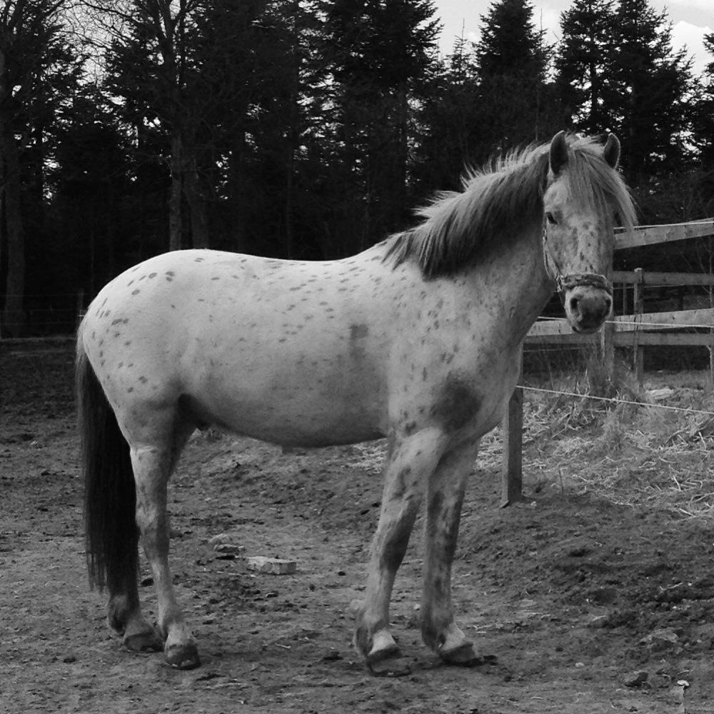 Knabstrupper Hidalgo - There is something about the outside of a horse that is good for the inside of a human. billede 10