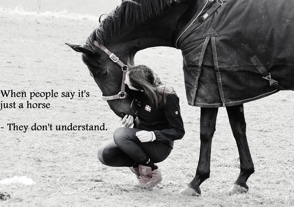 Tysk Oldenburger Gørklintgård's Supreme - Jeg elsker dig, Mulle <3 billede 4