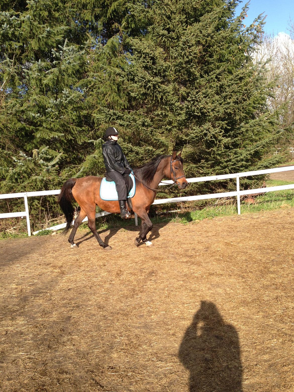 Arabisk fuldblod (OX) E salta billede 1