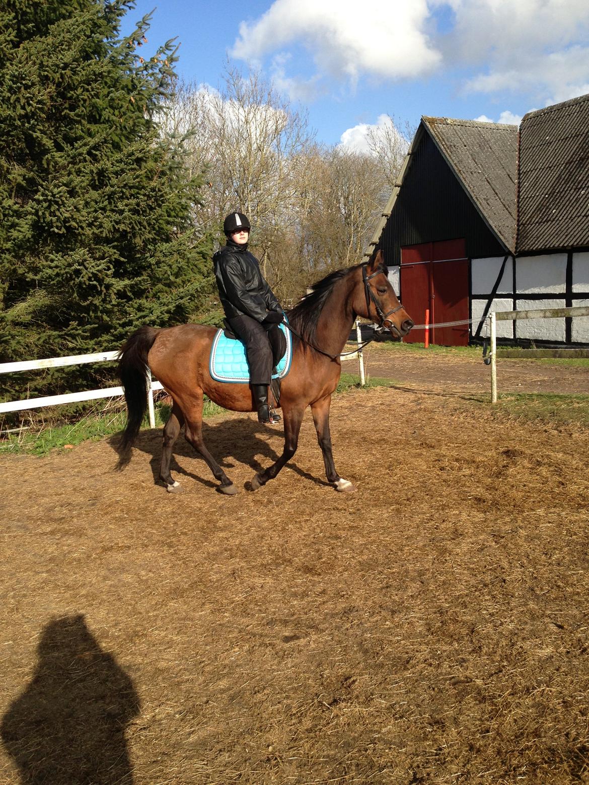 Arabisk fuldblod (OX) E salta billede 2