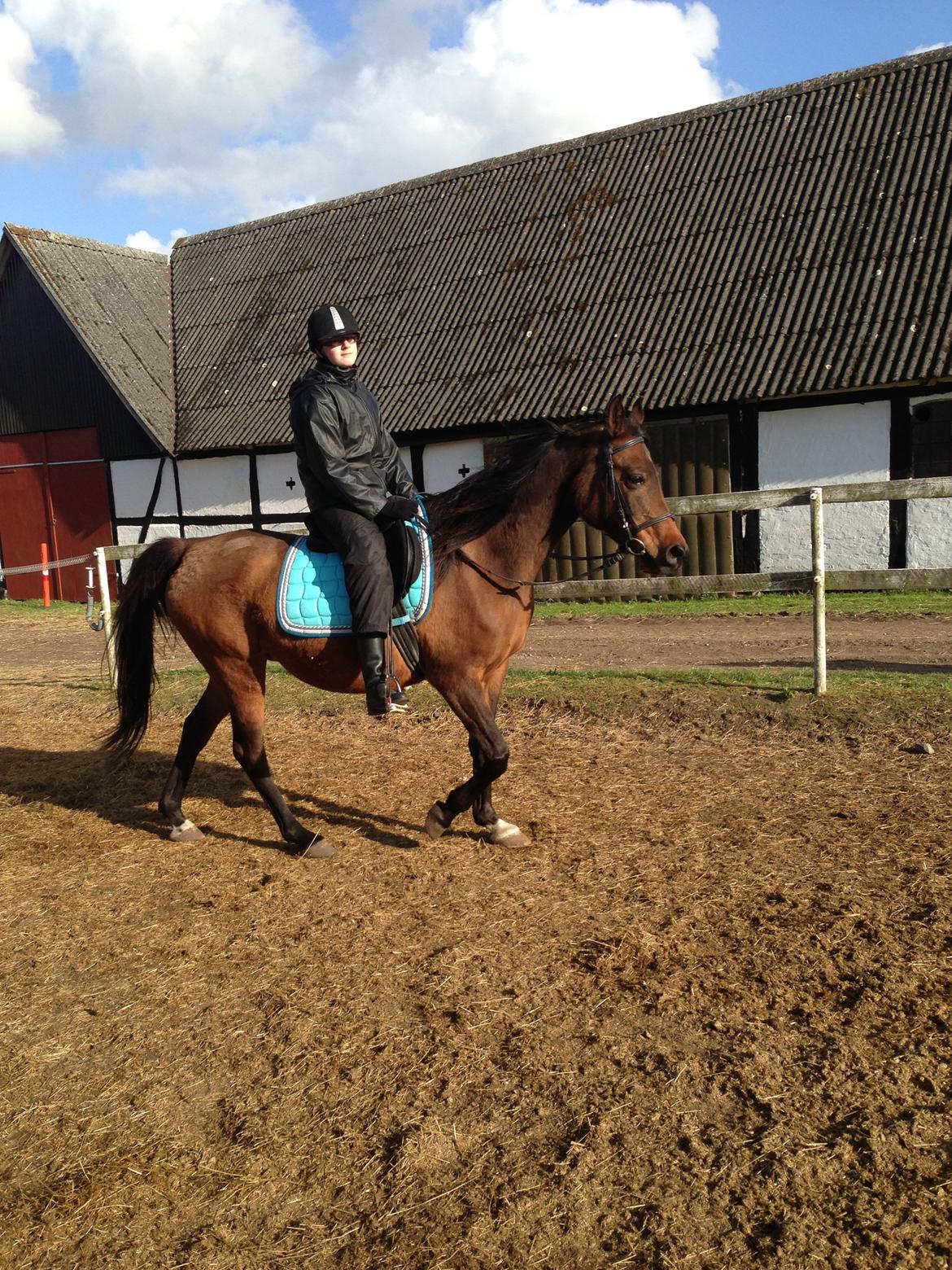 Arabisk fuldblod (OX) E salta billede 4