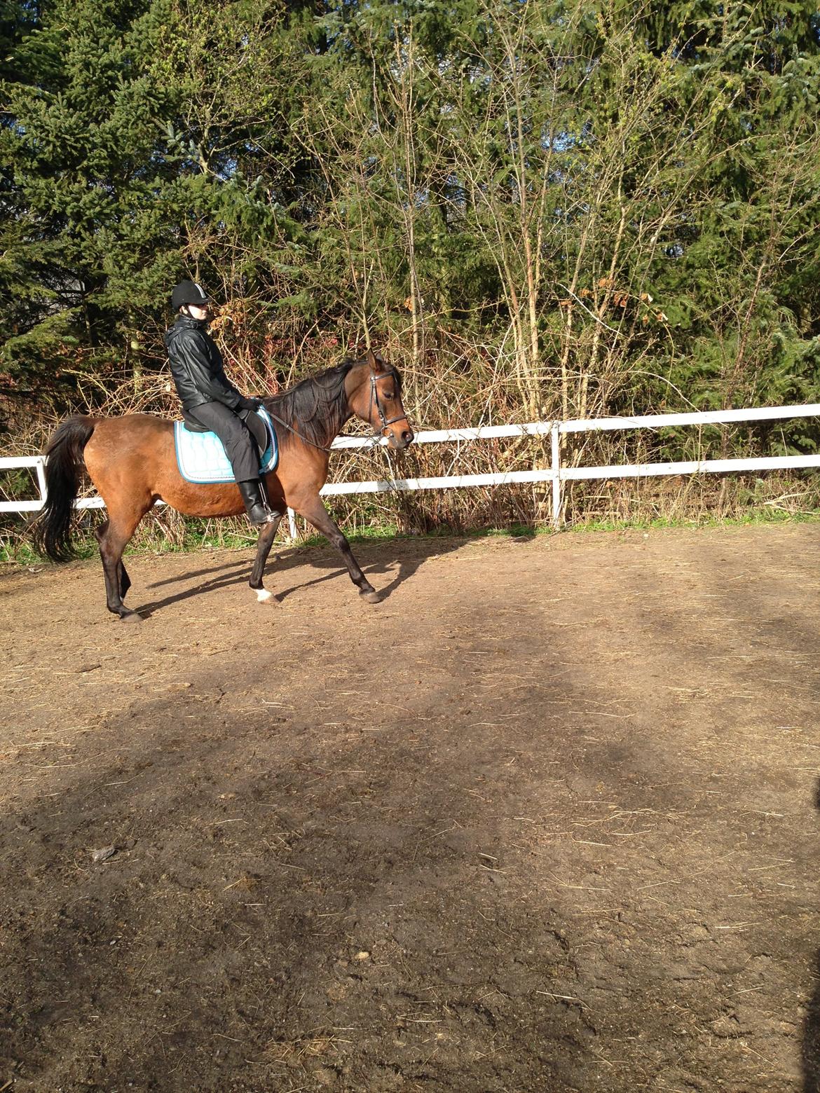 Arabisk fuldblod (OX) E salta billede 5