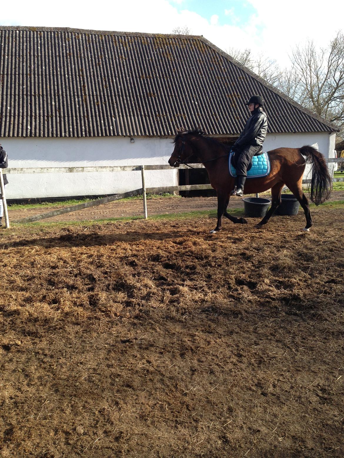 Arabisk fuldblod (OX) E salta billede 6