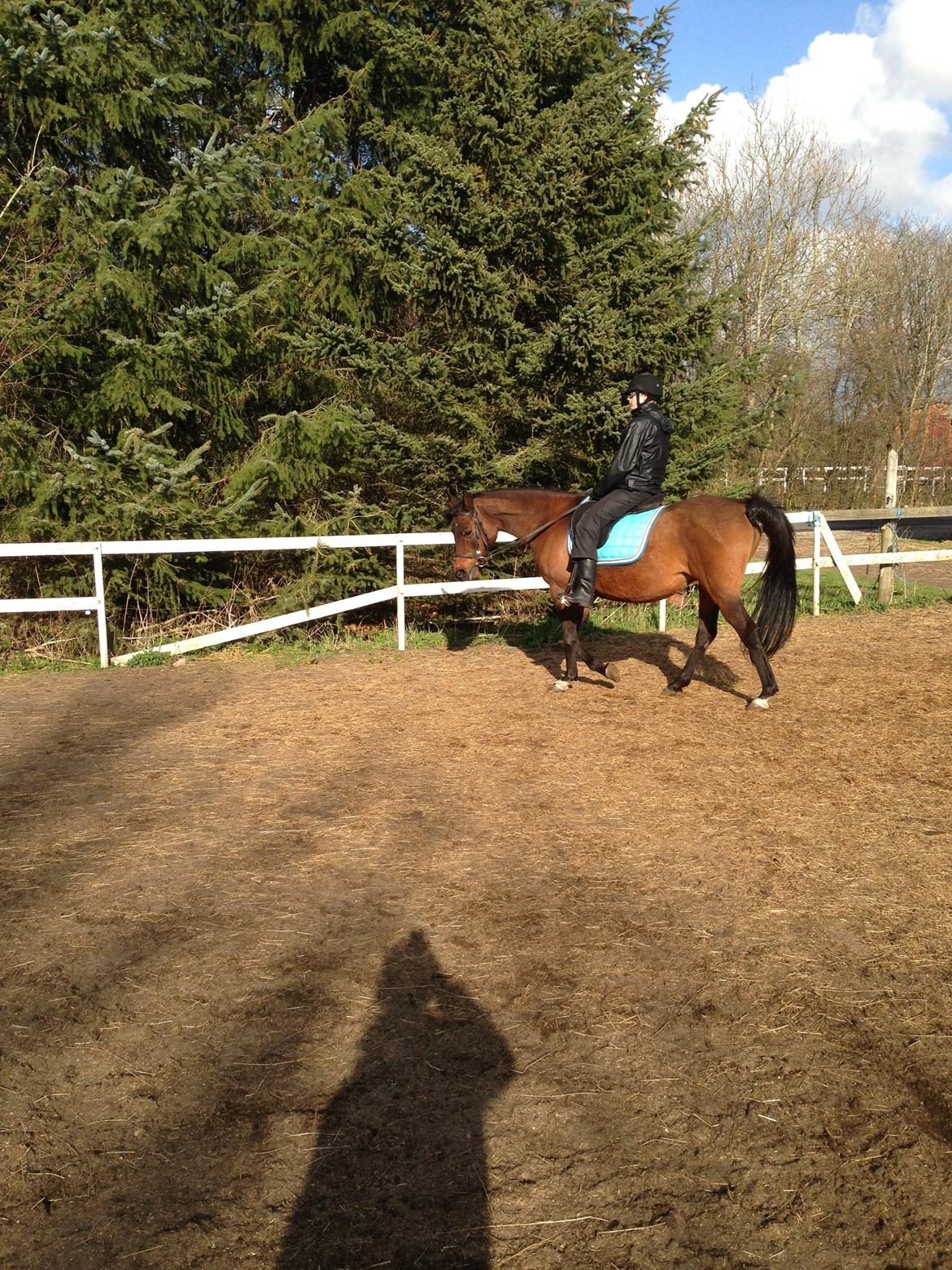 Arabisk fuldblod (OX) E salta billede 7