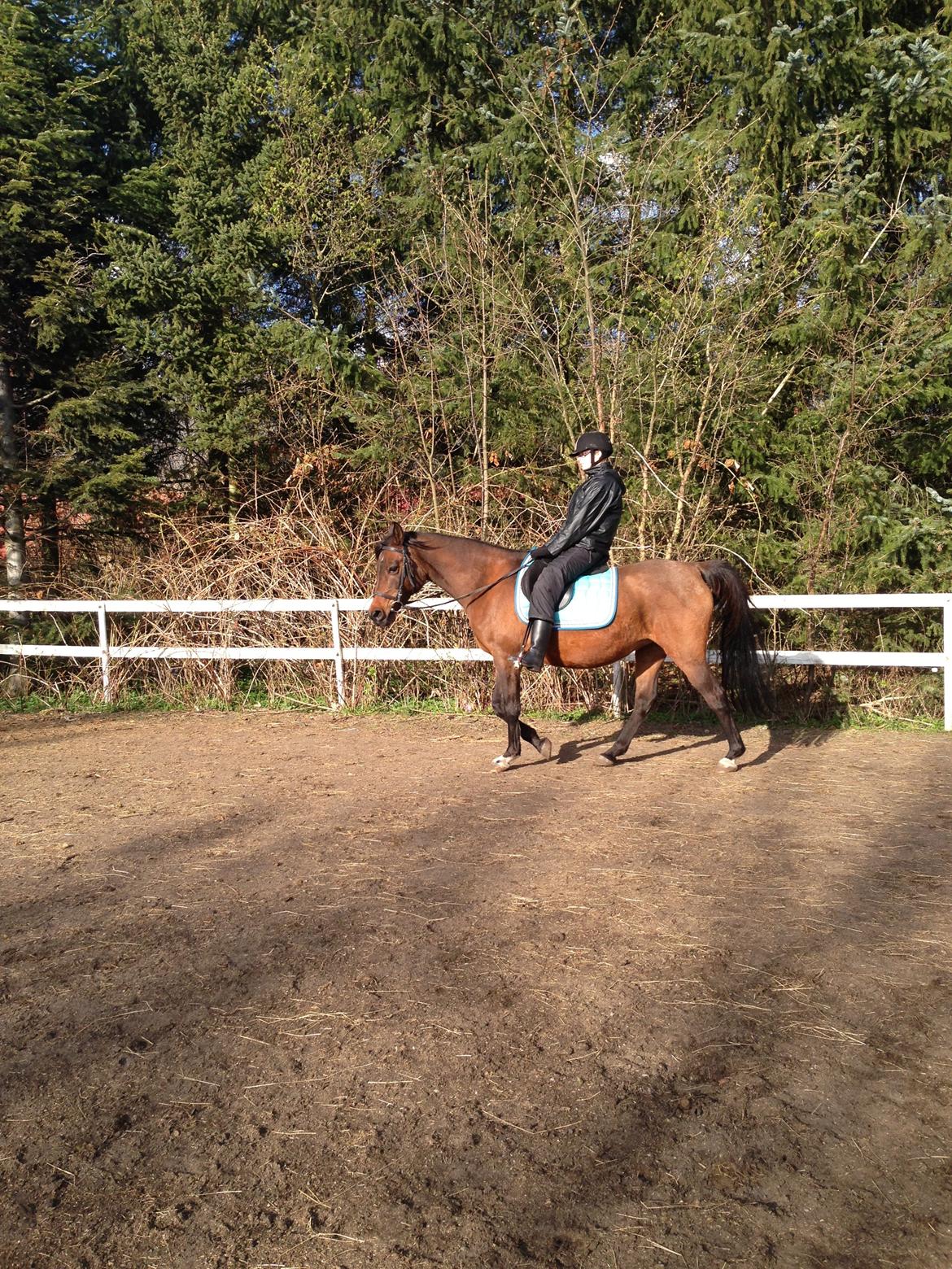 Arabisk fuldblod (OX) E salta billede 8